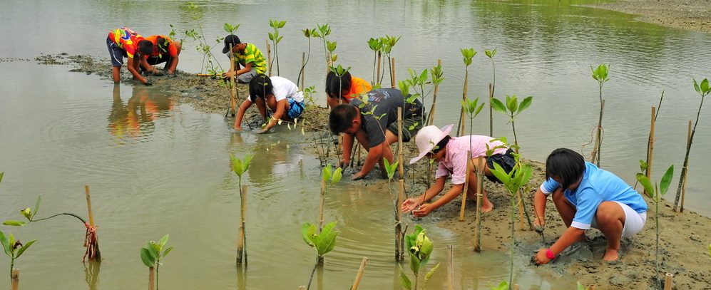 Mangrove restoration (Philippines)